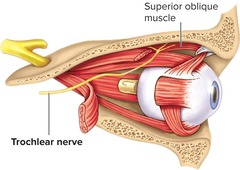 <p>Nerve that moves the superior oblique muscle.</p>