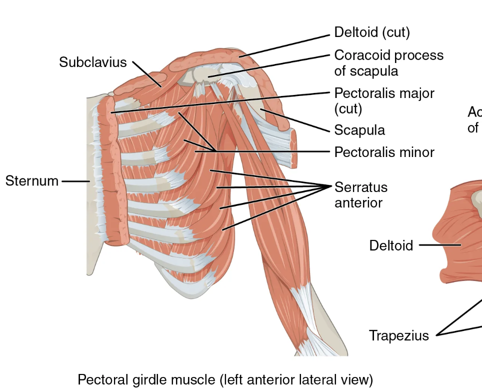 <p>Pectoralis major muscle</p><p>Origin: clavicle, sternum, costal cartilage of ribs 2-6</p><p>Insertion: greater tubercle and intertubercular sulcus of humerus</p><p>Action: adduction and medial (internal) rotation of the arm at the shoulder joint</p>