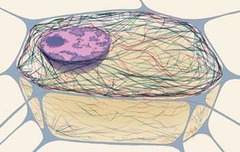 <p>Internal support system for the cell that also anchors and organizes organelles; composed of microtubules, microfilaments, and intermediate filaments</p>
