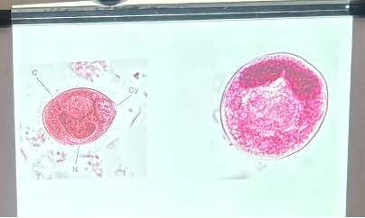 <p>What is this organism?</p>