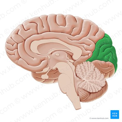 <p>A structure in the brain that is responsible for the visual processing of the inferior visual field.</p>