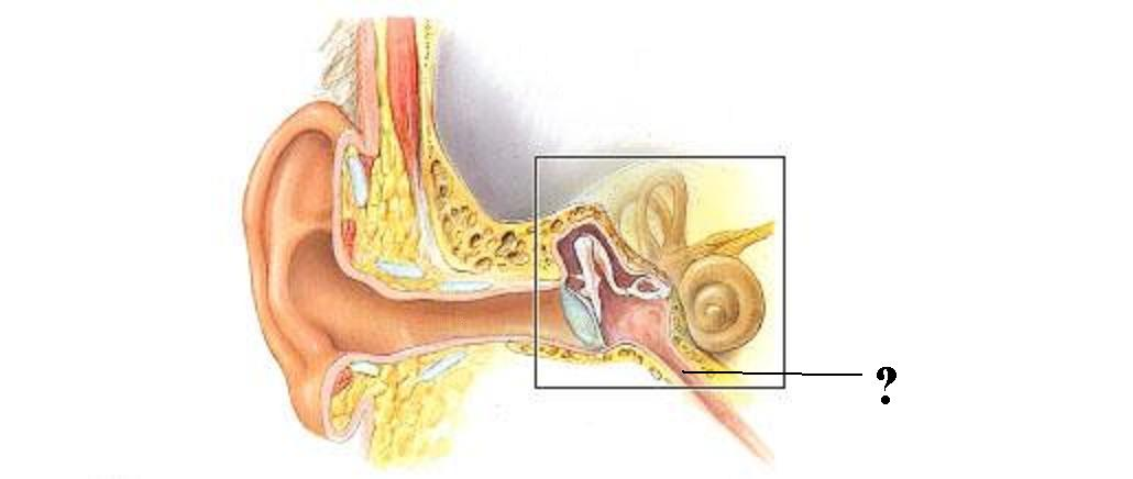 <p>Identify the indicated space</p>