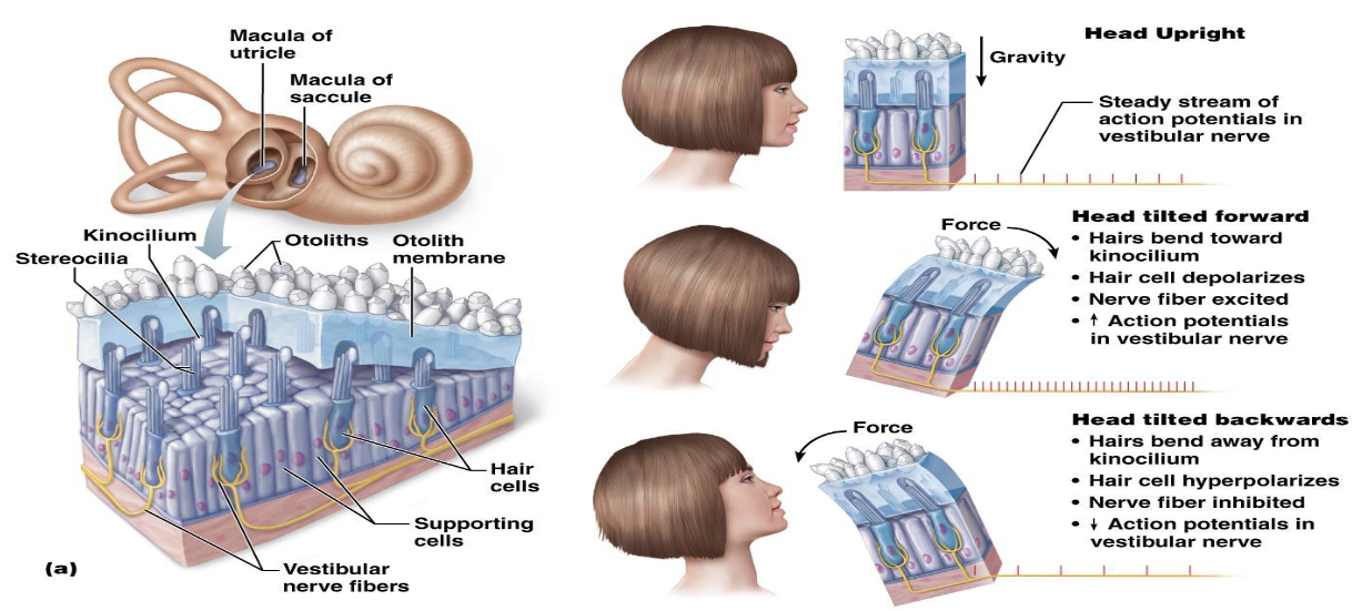 <ol><li><p>What equilibrium receptors are found in the saccule and utricle?</p></li><li><p>What do the maculae respond to?</p></li></ol><ul><li><p>What type of movement does the saccule's macula respond to?</p></li><li><p>What type of movement does the utricle's macula respond to?</p></li></ul><p></p>