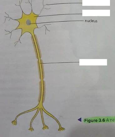 <p><strong>Fill in the blanks (Neuron/Nerve cell)</strong></p>