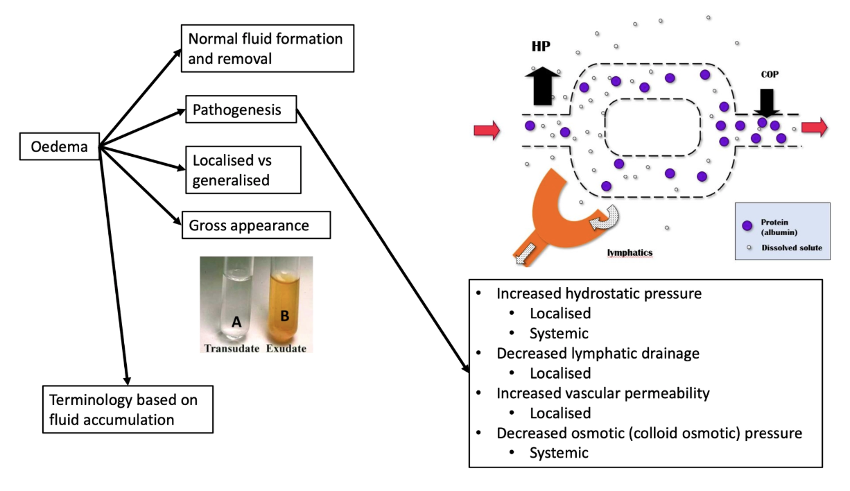 <p><u>Oedema:</u> Excessive accumulation of ECF</p><p><u>Anasarca:</u> Generalised oedema</p><p>Cat = Hydrothorax, dog = ascites, ruminant = SC</p>