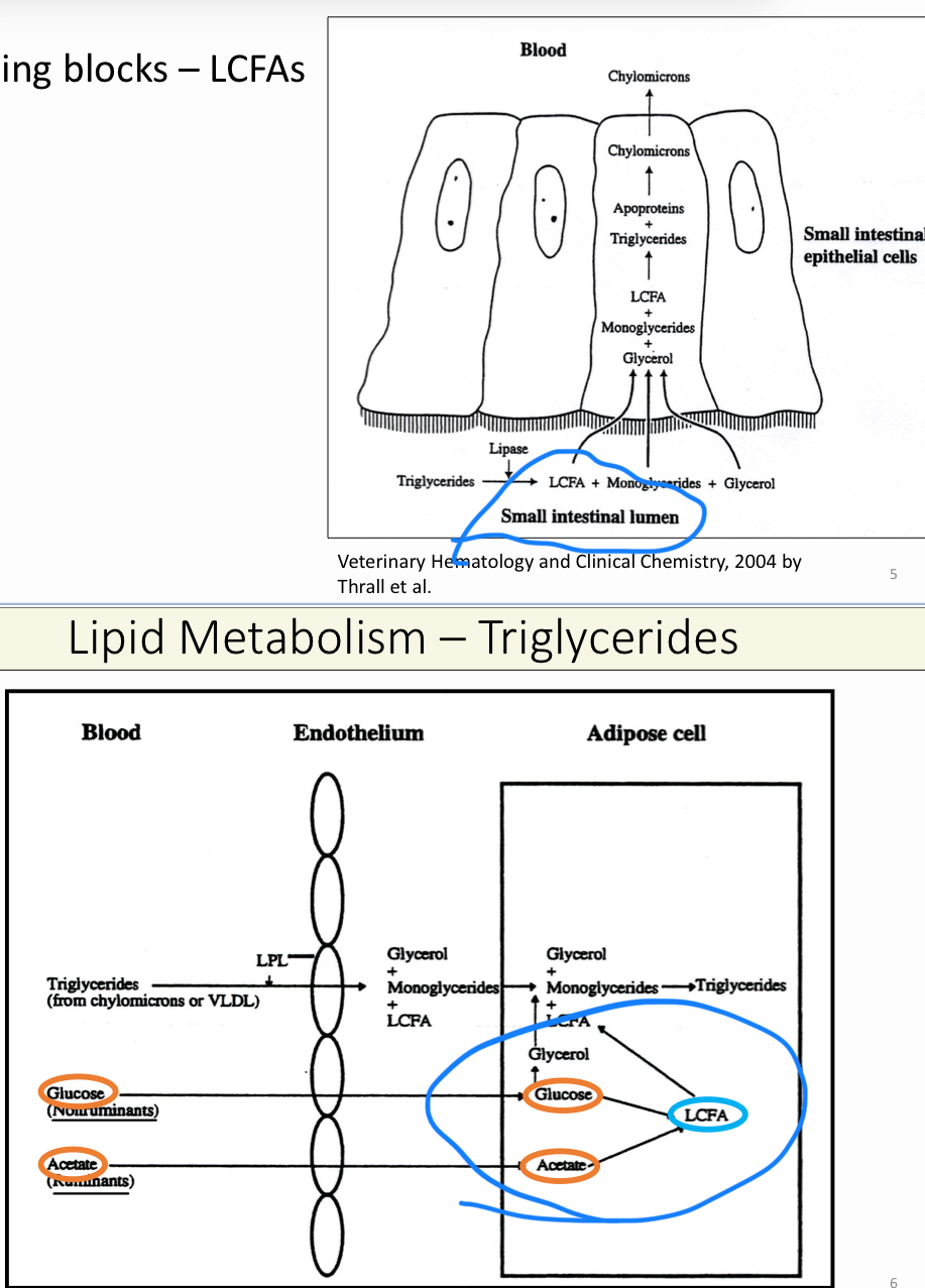 <ol><li><p>Absorbed in the intestinal tract</p></li><li><p>Produced from glucose/acetate</p></li></ol><p></p>