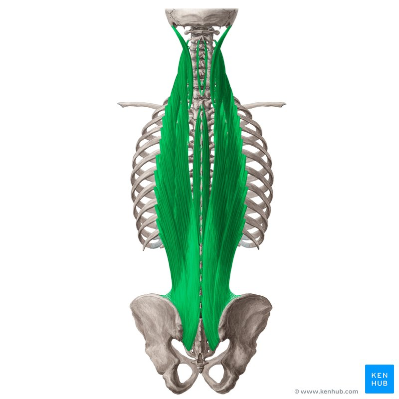 <p>Erector Spinae: Iliocostalis, Longissimus, Spinalis (lateral to medial)</p>