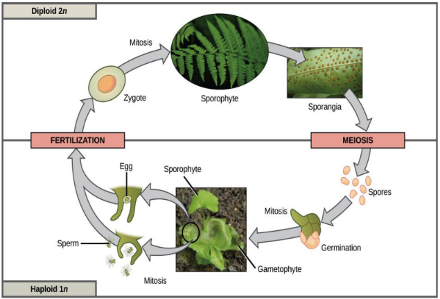 <p>Sporophyte</p>