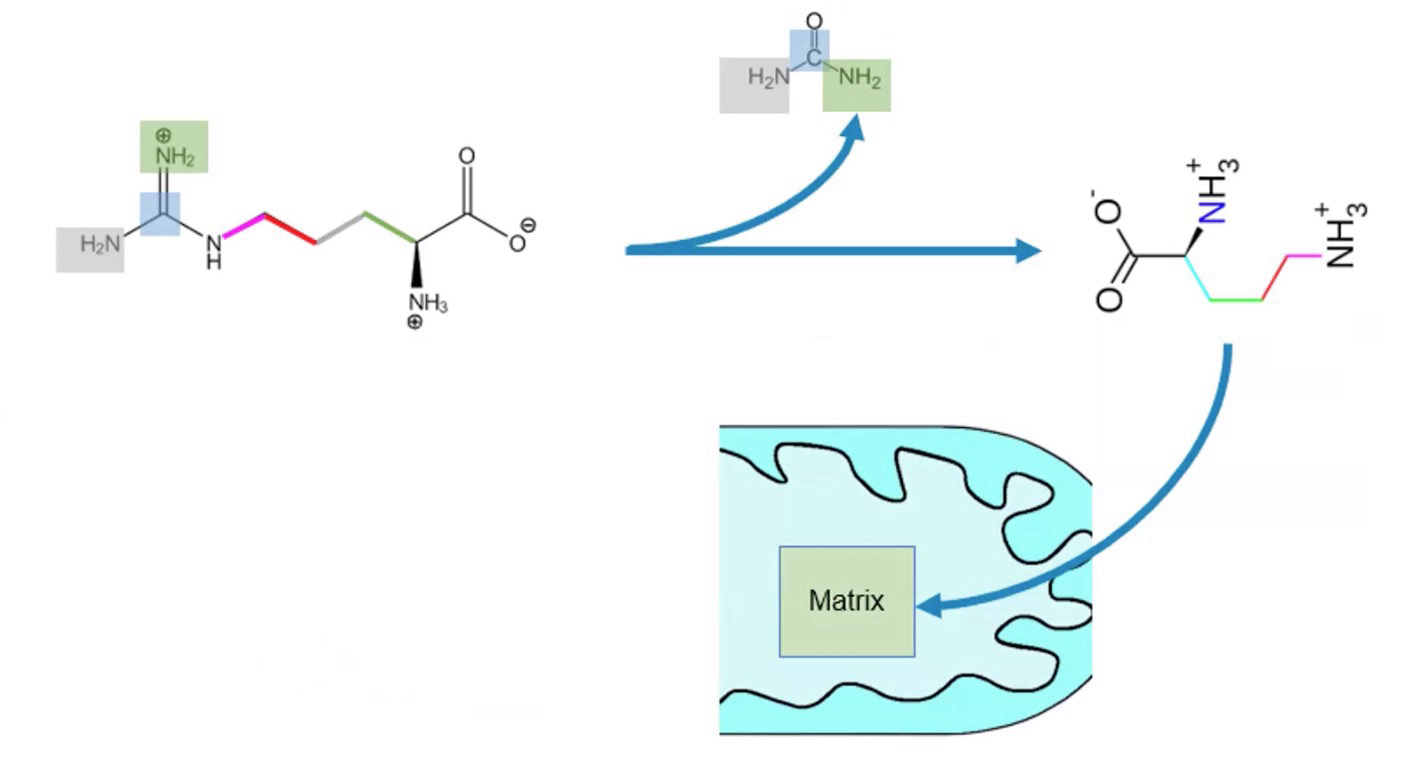 <p>Formation of Urea</p><p>Arginine → Urea + Ornithine via <strong>Arginase</strong></p><p>Ornithine is taken back to the mitochondria to repeat the cycle</p><p>Occurs in cytosol</p><p>Ornithine diffuses passively</p>