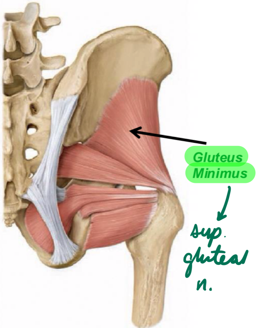 <p>Innervation: Superior gluteal n.</p><p>Action: Thigh abduction + medial rotation</p>