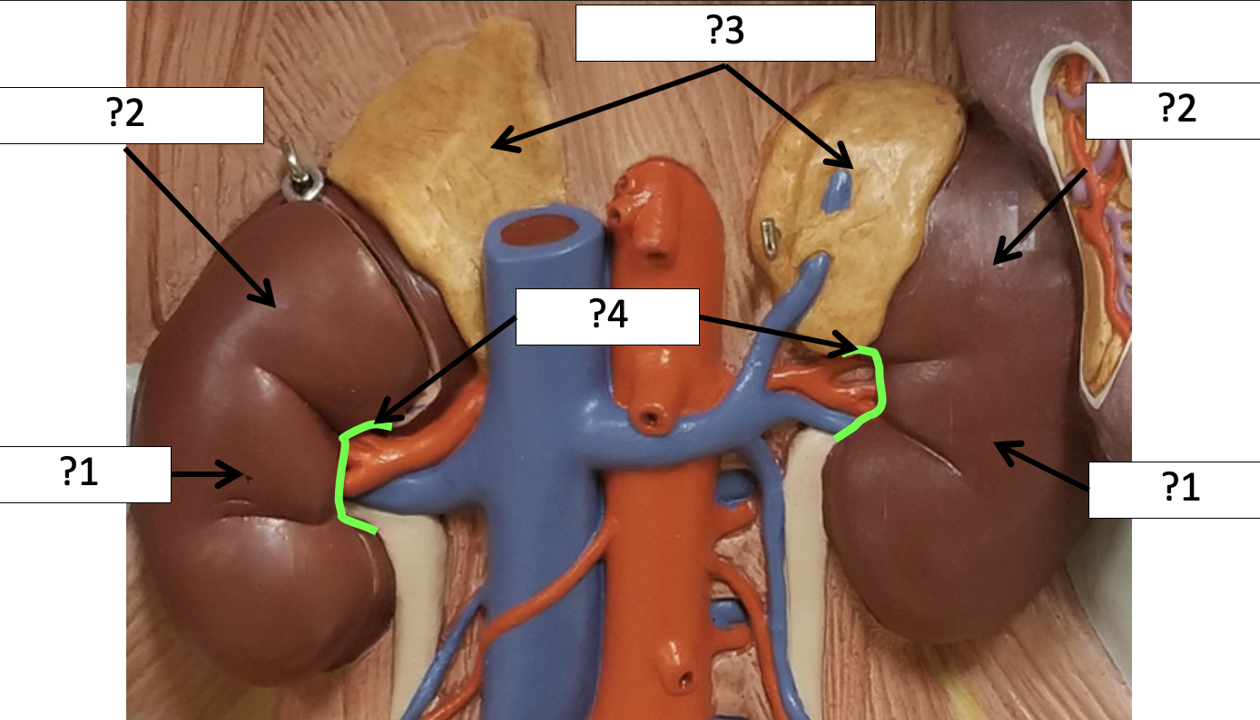 <p>2 Name the layer?</p>