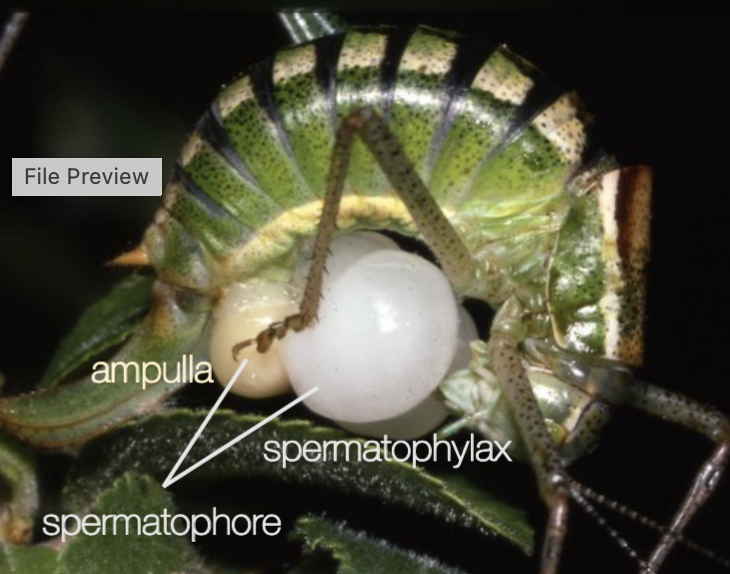 <p>nuptial gifts (spermatophore), and redbakc spider male lets female eat him for nutrients after mating (sexual cannibalism). </p>