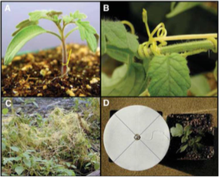 <p>a) parasitic plants in genus <em>Cuscuta </em>seedling attaching to tomato plant</p><p>b) vines of <em>C. pentagona</em> coil around petiole of tomato leaf</p><p>c) growth habit of <em>Cuscuta</em></p><p>d)<em> C. petagona</em> seedling growing toward tomato across paper filter disk</p>