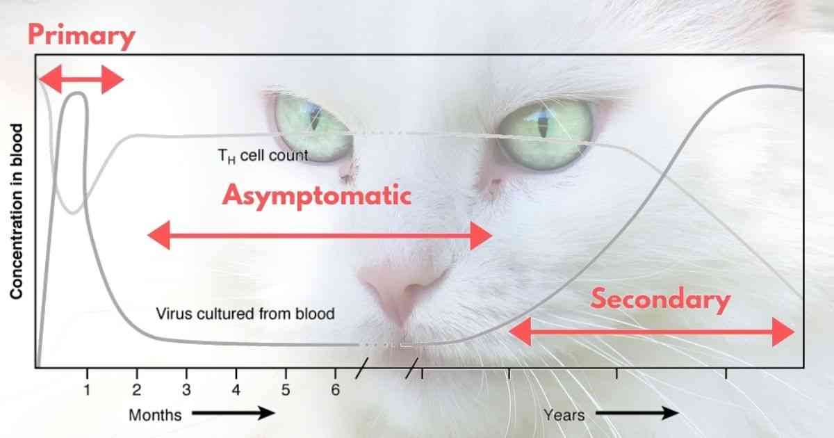 <p>FIV Complete Blood Count (CBC) Findings</p>