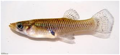 <p>Gambusia holbrooki</p>