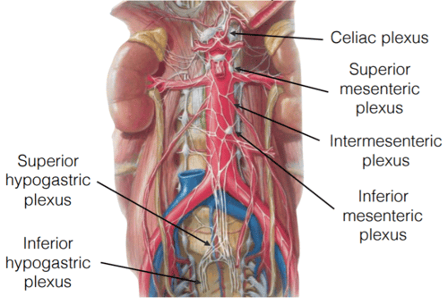 <p>what are the abdominal automonic plexus comprised of? what does it surround?</p>