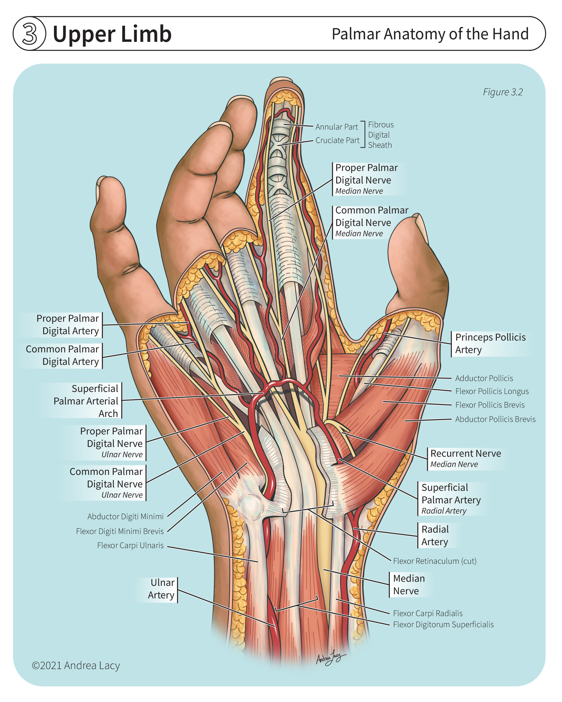 <p>The palm of the hand </p>