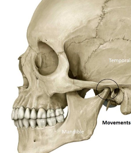 <ul><li><p>Articulation between mandibular fossa (temporal bone) and head of condyloid process of mandible</p></li><li><p>Movements include</p><ul><li><p>Elevation (close mouth)</p></li><li><p>Depression (open mouth)</p></li><li><p>Protrusion (protrude chin)</p></li><li><p>Retrusion (retrude chin) </p></li><li><p>Lateral movements (grinding and chewing)</p></li></ul></li></ul><p></p>