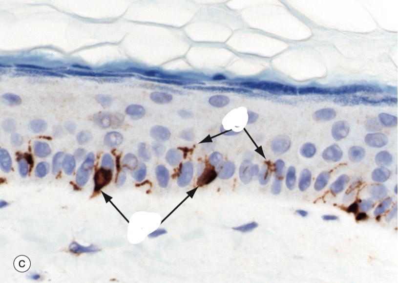 <p>Identify the Structure</p>
