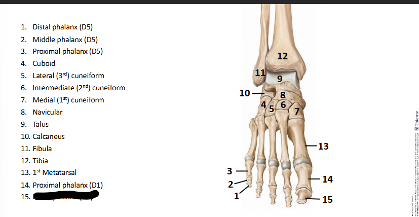 <p>What bone landmark of <strong>Foot?</strong></p>