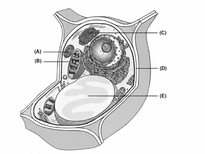 <p>Site of modification and packaging of proteins and lipids prior to export from the cell</p><p>A) A<br>B) B<br>C) C<br>D) D<br>E) E</p>