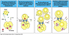 <p>release cytokines that promote inflammation</p><p>release CXCL8, which recruits NK cells from the blood</p><p>-macrophages secrete IL-12 which activates and stimulates proliferation of NK cells </p><p>-activated NK cells in turn release INF-gamma that further activate macrophages</p>
