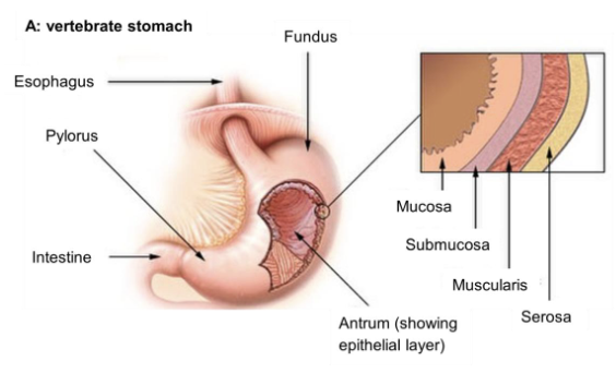 <ul><li><p>The stomach secretes gastric juice which contains acid and digestive enzymes that begin chemical digestion (especially proteins)</p></li><li><p>Through continuous mixing and chemical breakdown the food is converted into semi-liquid substance called chyme</p></li></ul><p></p>