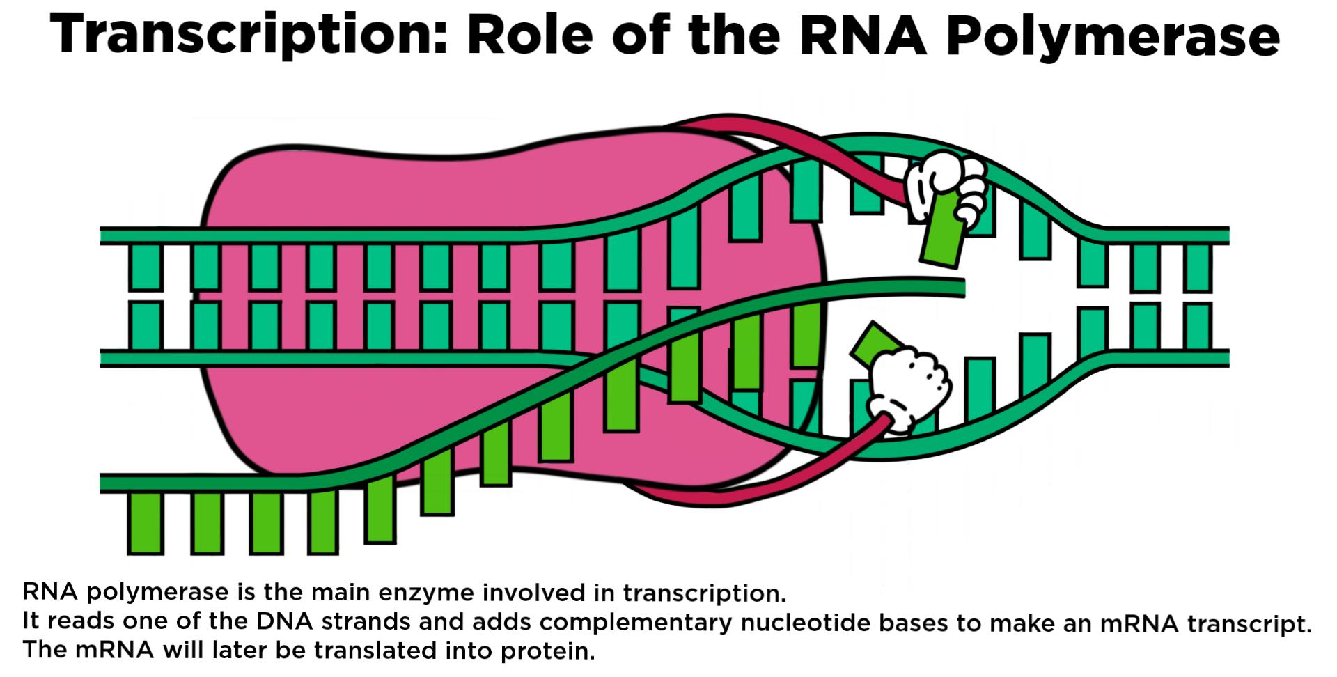 <p>RNA Polymerase</p>