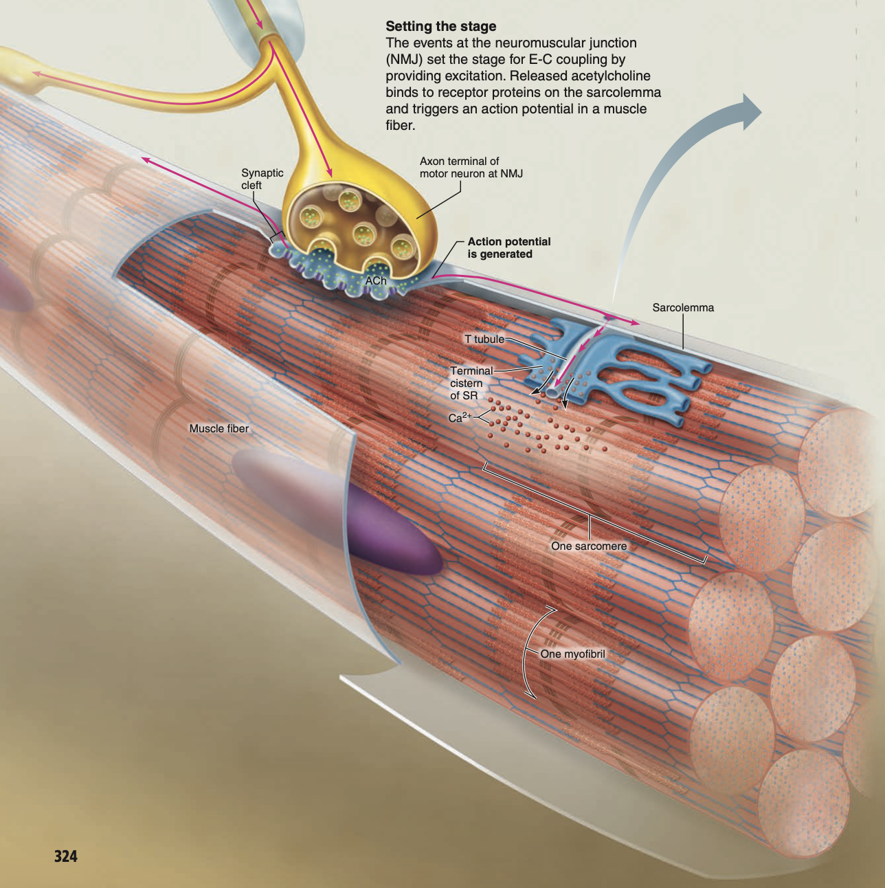 <ol start="7"><li><p>Opening these <mark data-color="green" style="background-color: green; color: inherit;">chemically-gated/ligand Na+ channels</mark> (activated by <strong><em><u><mark data-color="purple" style="background-color: purple; color: inherit;">Ach</mark></u></em></strong>) allows Na+ to flow down the concentration gradient, into the muscle cell.</p></li><li><p><strong><mark data-color="blue" style="background-color: blue; color: inherit;">Depolarisation</mark></strong> of the <mark data-color="yellow" style="background-color: yellow; color: inherit;">skeletal muscle cell membrane/surface </mark><strong><mark data-color="yellow" style="background-color: yellow; color: inherit;">(called ‘sarcolemma’)</mark></strong>  occurs.</p></li><li><p>Moving away from the motor end-plate/neuromuscular junction, chemically-gated Na+ channels, activated by <strong><em><u>Ach</u></em></strong>, become voltage-gated Na+ channels, enabling depolarisation to occur.</p></li><li><p>Action potentials propagate in all directions from the neuromuscular junction</p></li><li><p>Action potentials travel down into ridges/tunnels on the <mark data-color="yellow" style="background-color: yellow; color: inherit;">sarcolemma</mark>, called <strong><mark data-color="yellow" style="background-color: yellow; color: inherit;">T-tubules</mark></strong>.</p></li></ol><p></p>