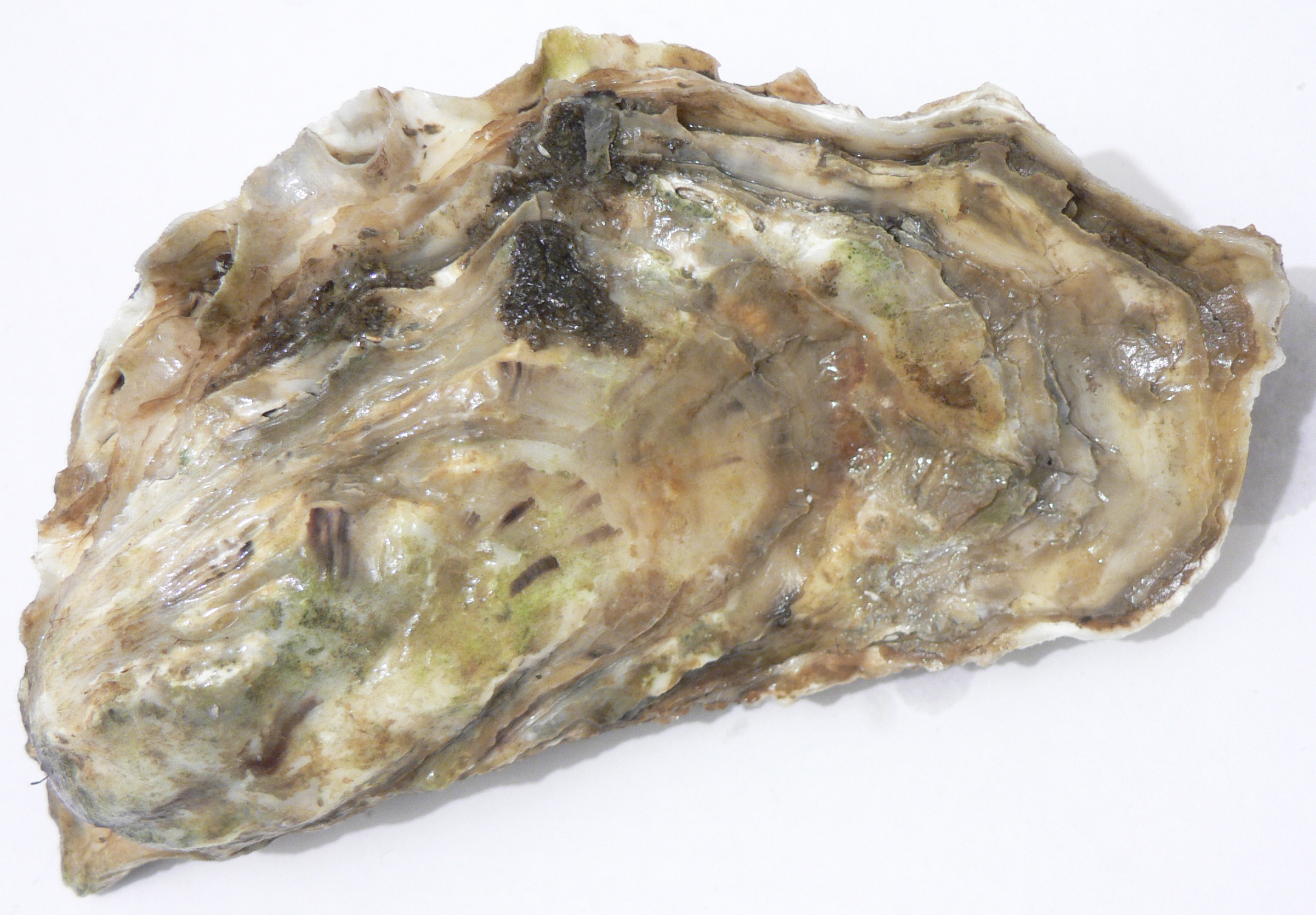 <p>Common Oyster</p>