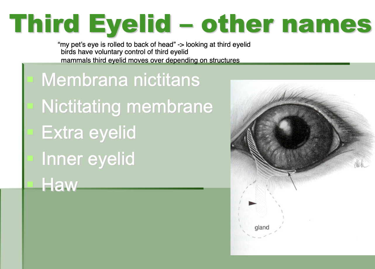 <p>membrana nictitans.</p><p>nictating membrane.</p><p>extra eyelid.</p><p>inner eyelid.</p><p>haw. </p>
