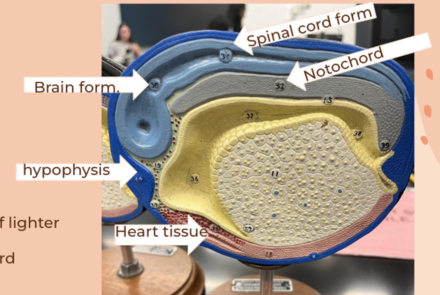 <p>• brain and spinal cord from ectoderm</p><p>• notochord is fully formed</p><p>• hypophysis is the pituitary gland</p>