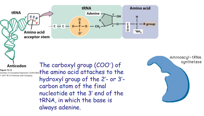 <p>There's a different <span style="color: red;">aminoacyl-tRNA</span> <span style="color: red;">synthetase</span> for each of the 20 amino acids.</p><p>The tRNA and amino acid both attach to enzyme, enzyme links them together. </p>