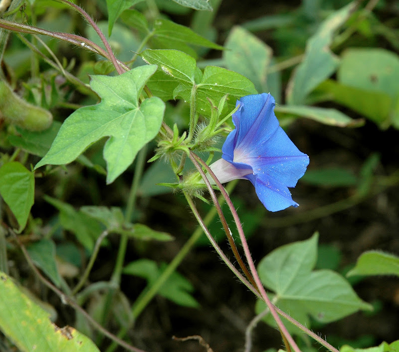 <p>Hairy, twining vine</p><p>Hairy stems and sepals</p><p>Alternate 3-lobed leaves</p><p>Star-shaped corolla, pentamerous</p><p>Bisexual</p>