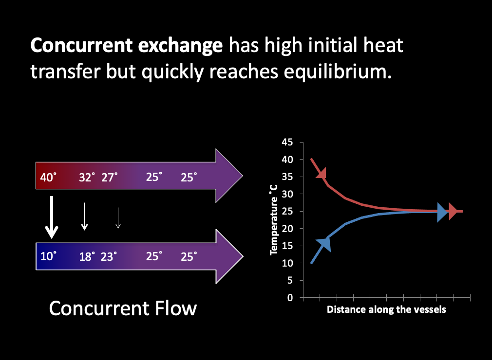 <p><span style="background-color: transparent;">Concurrent exchange (does not exist irl bc isnt efficient) </span></p><p><span style="background-color: transparent;">Has high initial heat transfer but quickly reaches equilibrium. Warm and cold blood flowing in same direction and touching eachother (exchanging heat no insulation). Warm blood warms cold blood and losses heat, then both blood cessels reach equilibrium. </span></p><p><br></p>