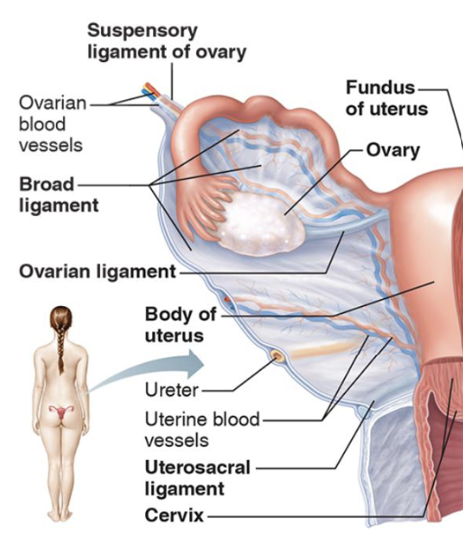 <p>The ovary is attached by:</p><ul><li><p><strong>Broad ligament</strong> → connects and holds the fallopian tubes, uterus, and ovaries (structural support).</p></li><li><p><strong>Ovarian ligament</strong> → connects ovary to the uterus (help keep it in position).</p></li><li><p><strong>Suspensory ligament</strong> → connects the ovary to the pelvic wall (contains blood vessels and nerves).</p></li></ul><p></p><p>These ligaments help position the ovary during ovulation.</p>