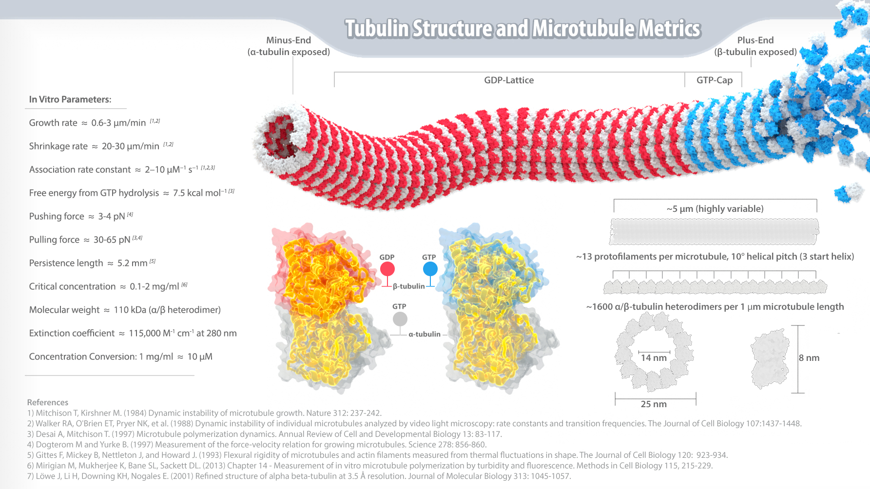 <p>Structure: hollow tubes (tubulin)</p><p>Protein: tubulin </p><p>Diameter: largest</p><p>Key Functions: cell motility (cilia/flagella), chromosome movement, organelle tracks, ATP and movement, mainly involved in moving things like vesicles and DNA </p><p>Motor Proteins: kinesin and dynein</p><p>Dynamic? Yes (grows and shrinks) </p>