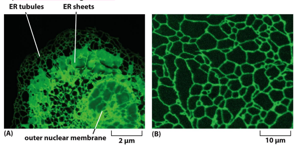 <p>ER = moving network of tubules &amp; sheets</p><ul><li><p>Stretches from nucleus to outer periphery of cell (plasma membrane)</p></li><li><p>During cell division:</p><ul><li><p>ER breaks into → vesicles → split into daughter cells</p></li></ul></li></ul><p></p>