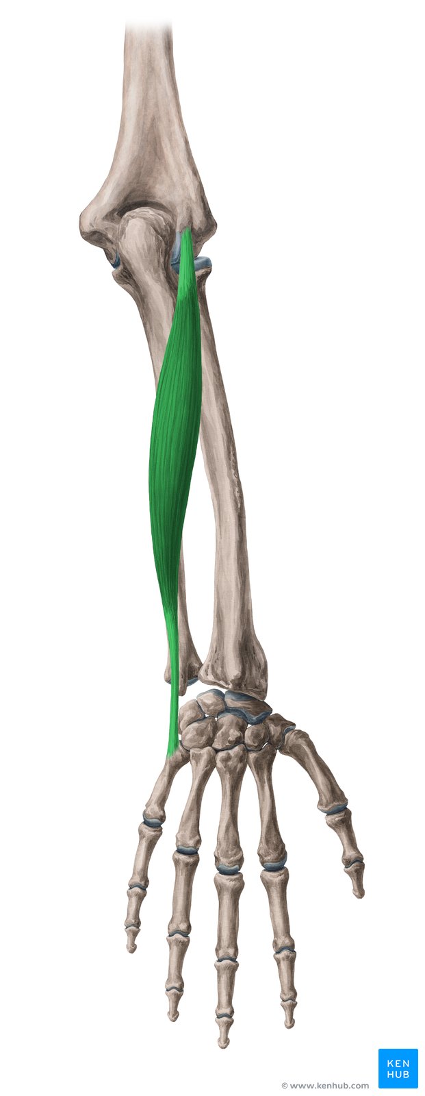 <p><span>M. extensor carpi ulnaris</span></p><p><span>Ursprung, Ansatz, Funktion</span></p>