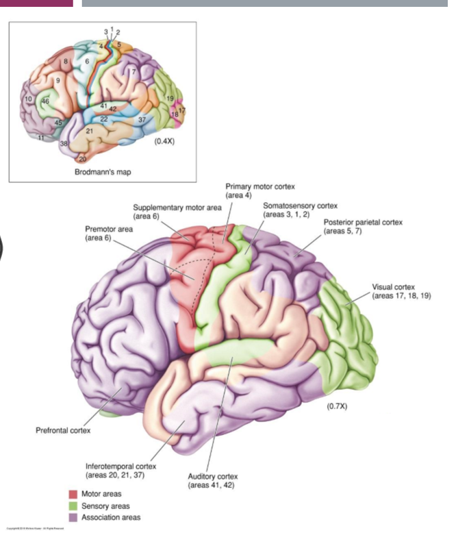 <p>Proper execution of planned, voluntary, multi-joint movements </p><ul><li><p>Necessary to fine tune the sequences (i.e., timing) of muscle contractions </p></li></ul><p>3 parts:</p><ul><li><p>Cortex to cerebellum </p></li><li><p>Within cerebellum </p></li><li><p>Cerebellum to cortex</p></li></ul><p></p>