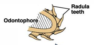 <p>within the radular membrane that has muscles to protract and retract the radula in feeding</p>