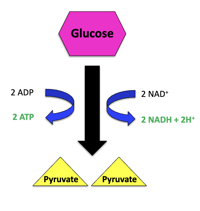 <p>Glycolysis converts a molecule of glucose into what?</p>