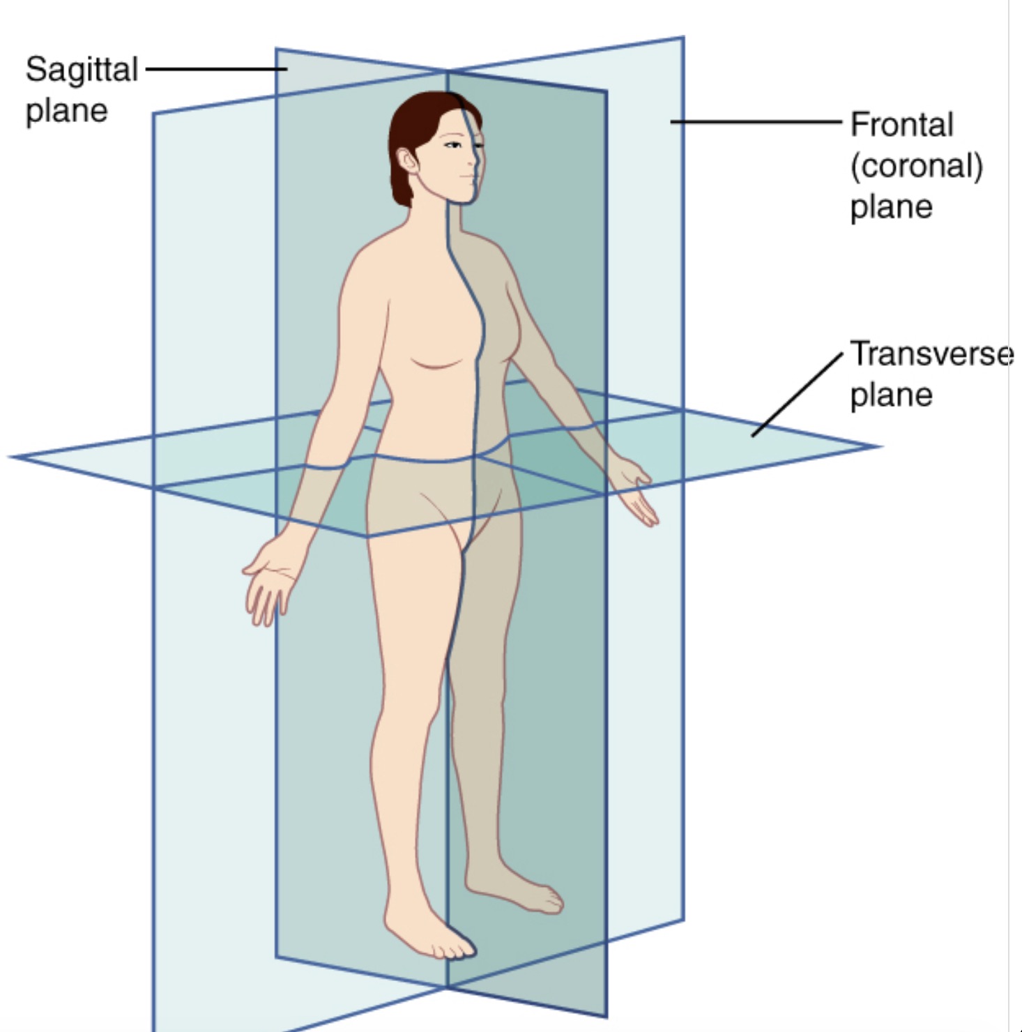 <p>Divides into superior and inferior (horizontal on the body)</p>