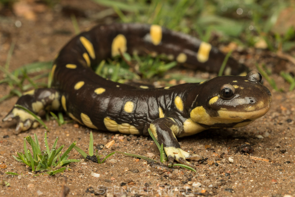<p>Ambystomatidae<br>Ambystoma californiense<br>California Tiger Salamander</p><p></p>