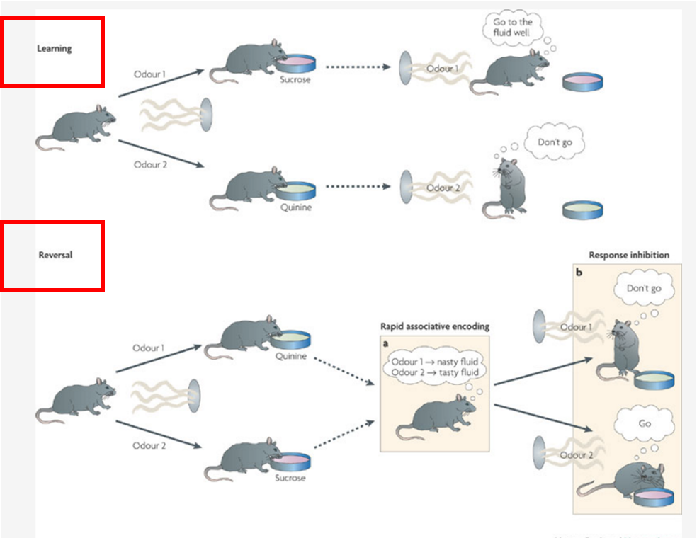 <p>Go-No-Go Task</p>