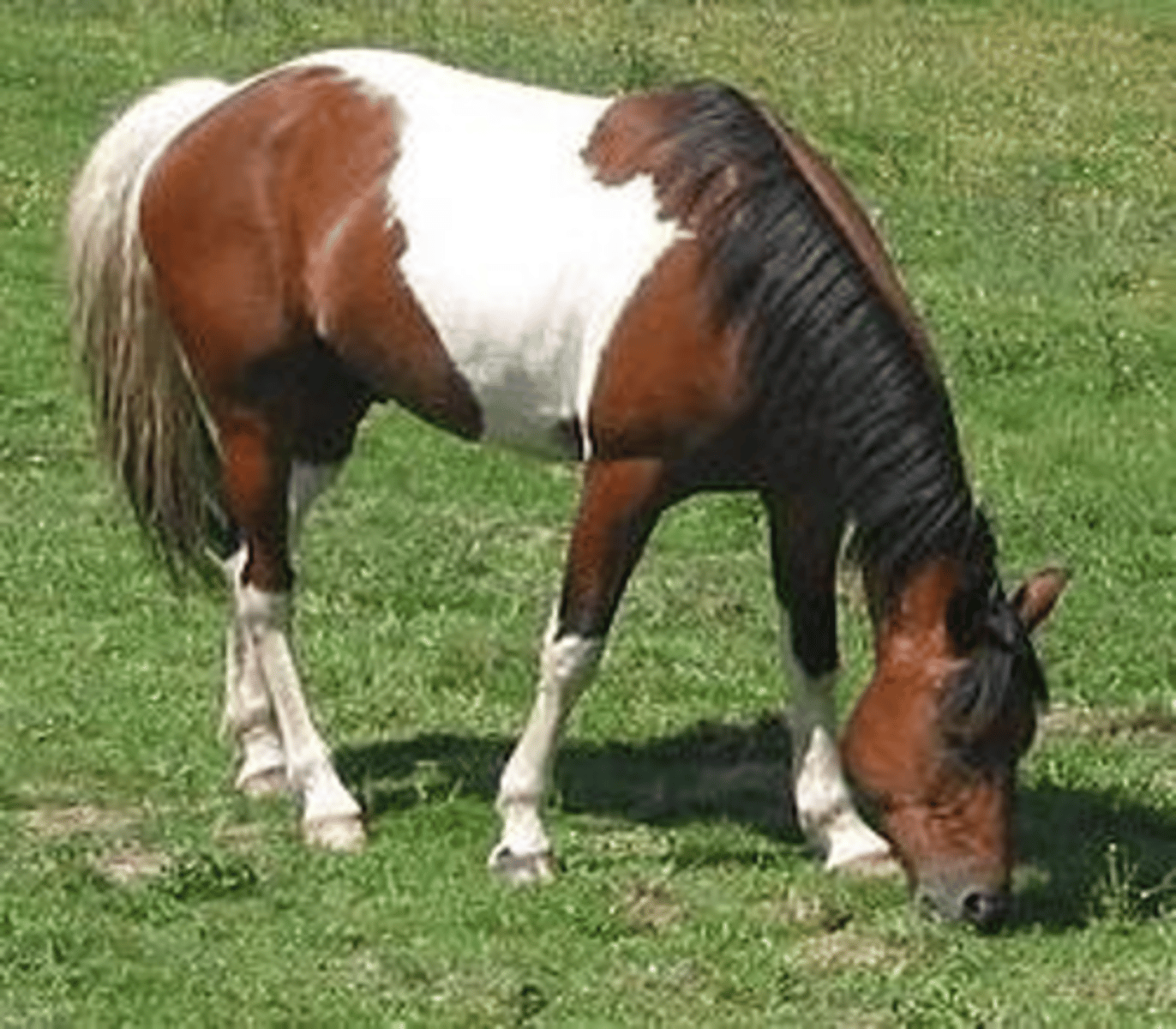 <p>welke kleur </p>