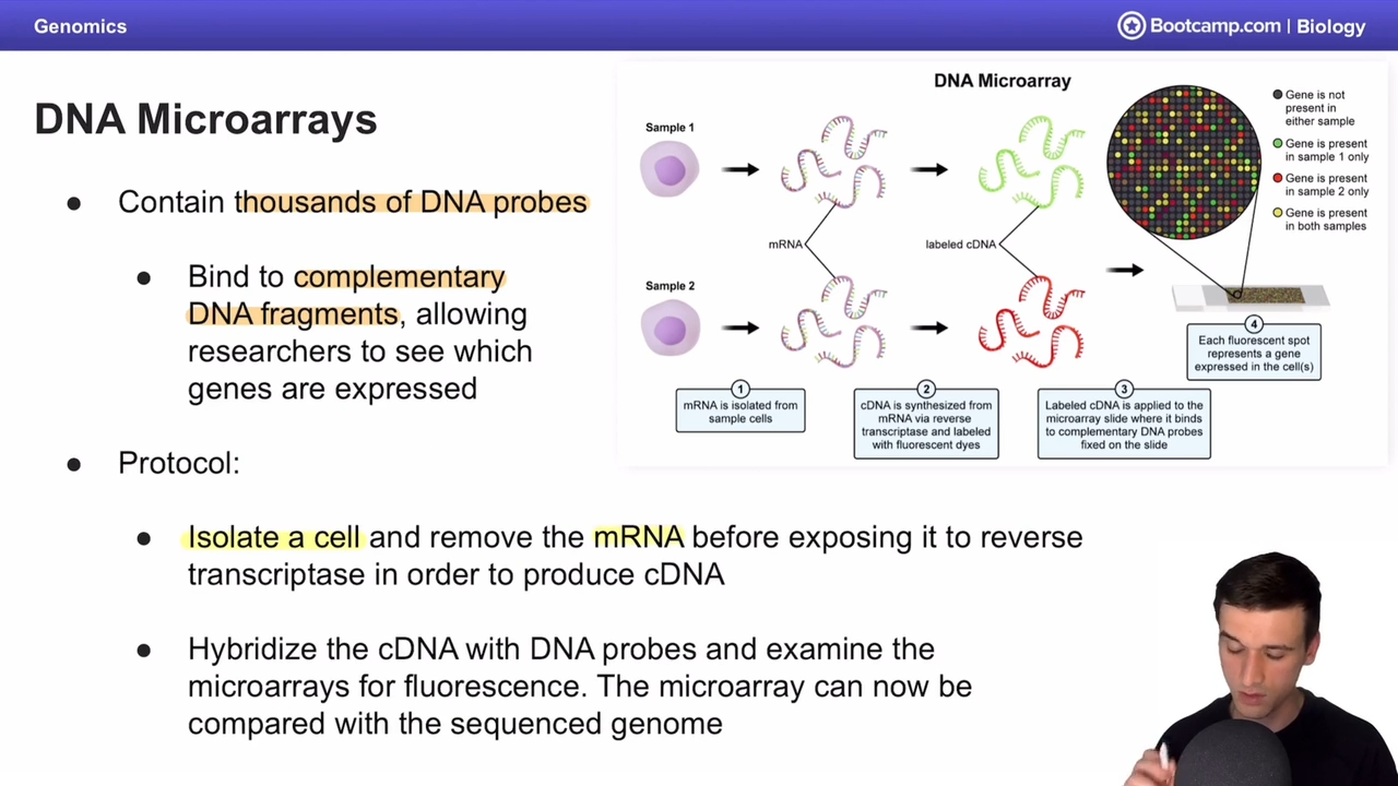 <p>Contain thousands of DNA probes, bind to complemetary DNA fragments, allowing researchers to see which genes are expressed </p>