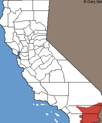 <p>Which Phrynosomatidae species? (hint: white/black/white collar)</p>