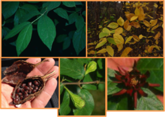 <p>Calycanthaceae - Calycanthus floridus</p>
