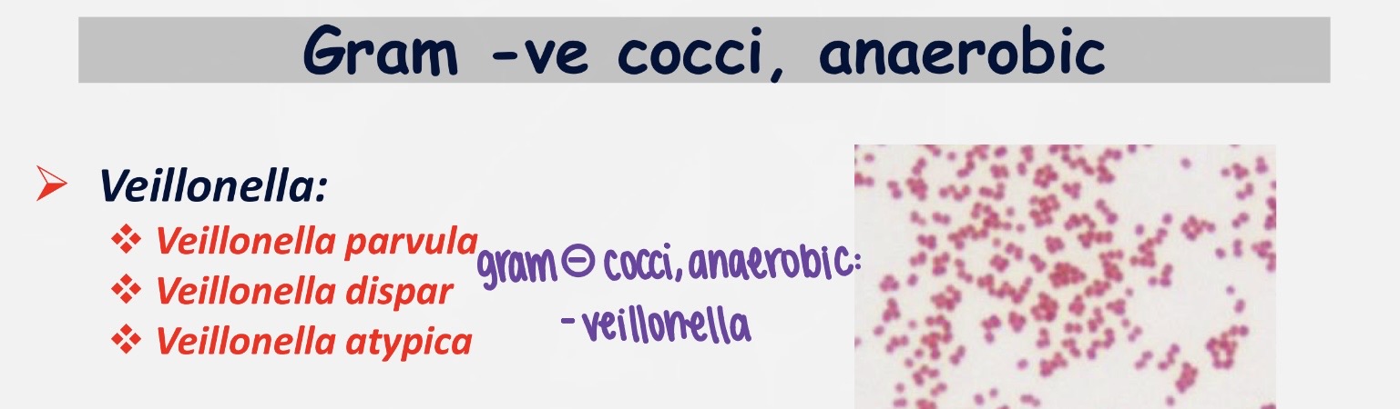 <p>gram negative, cocci, anaerobic. Associated with health</p>